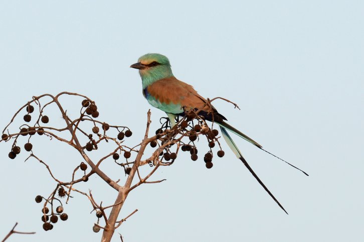 Abyssinian Roller - Laurens Steijn Gambia Easybirding lijst Abyssinian Roller